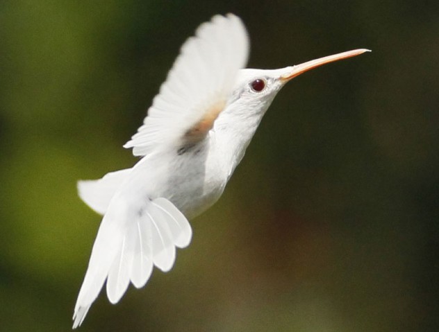 Albino Animals - Amazing Facts and Pictures