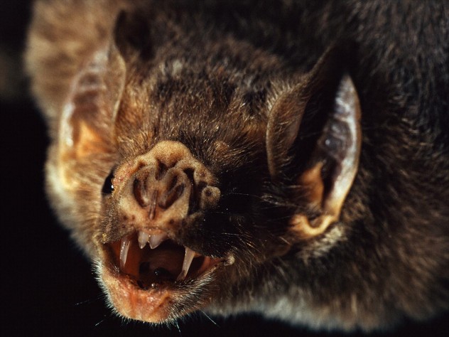 vampire bats