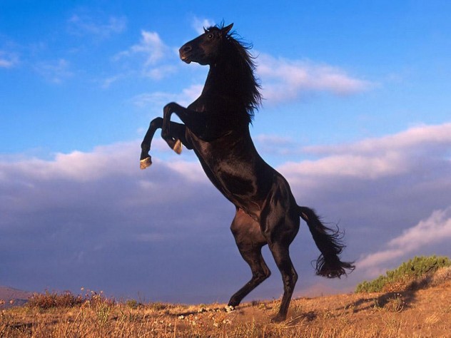 Black horse