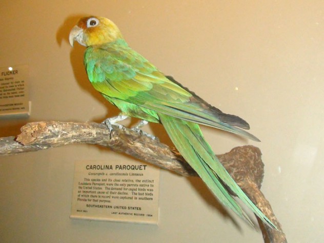 Carolina Parakeet