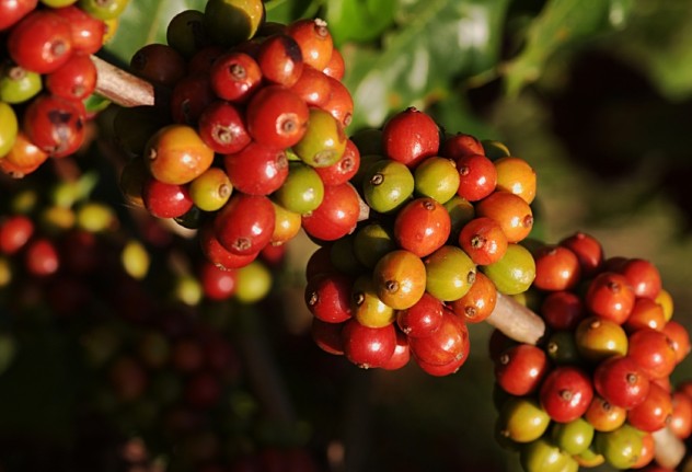 Coffee plant