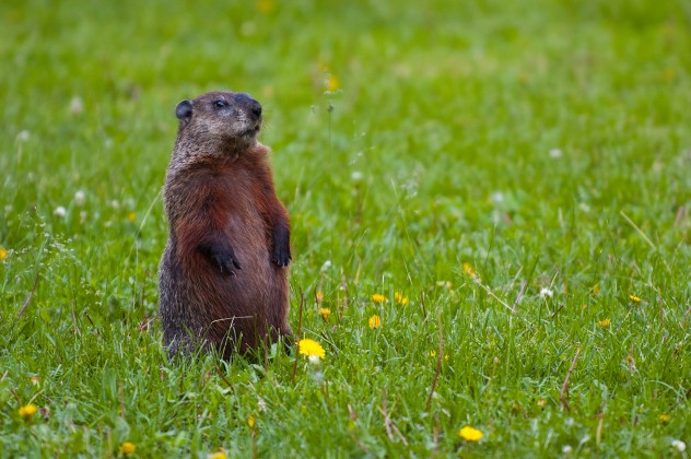 Groundhog-Standing2