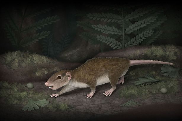 Jurassic-rat-Rugosodon-eurasiaticus-2172390