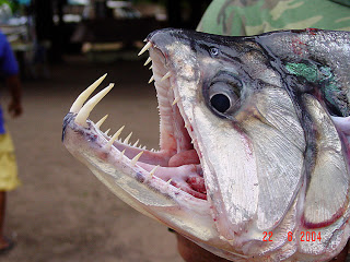 10 Terrifying Creatures Of The Amazon River Listverse