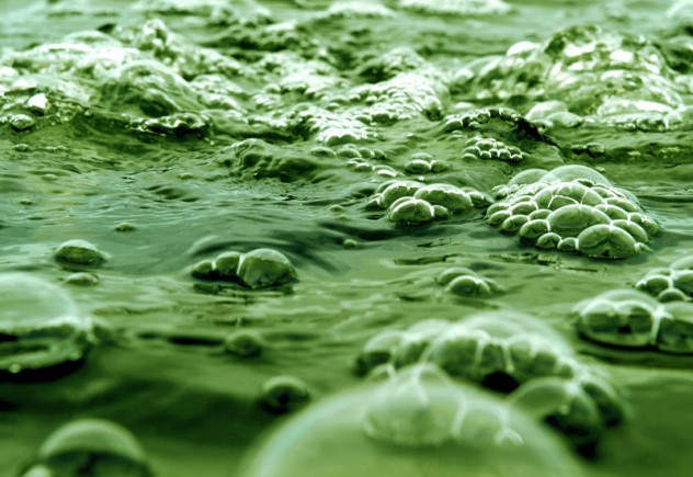 algae-pool