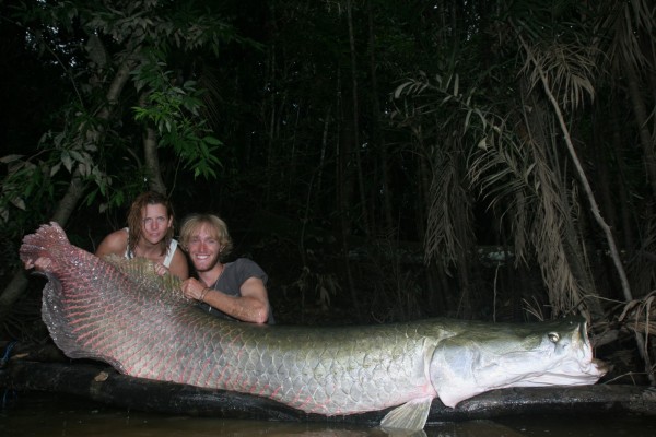 arapaima - big huge world record igfa gigante pesce biggest fishes fish of the world pesce enorme gigante big fishes of the ocea