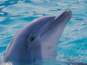 big dolphine