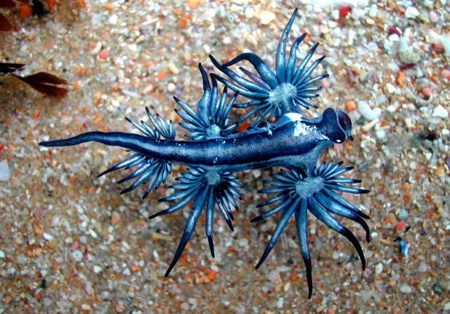 10 Sea Creatures That Belong On Another Planet - Listverse