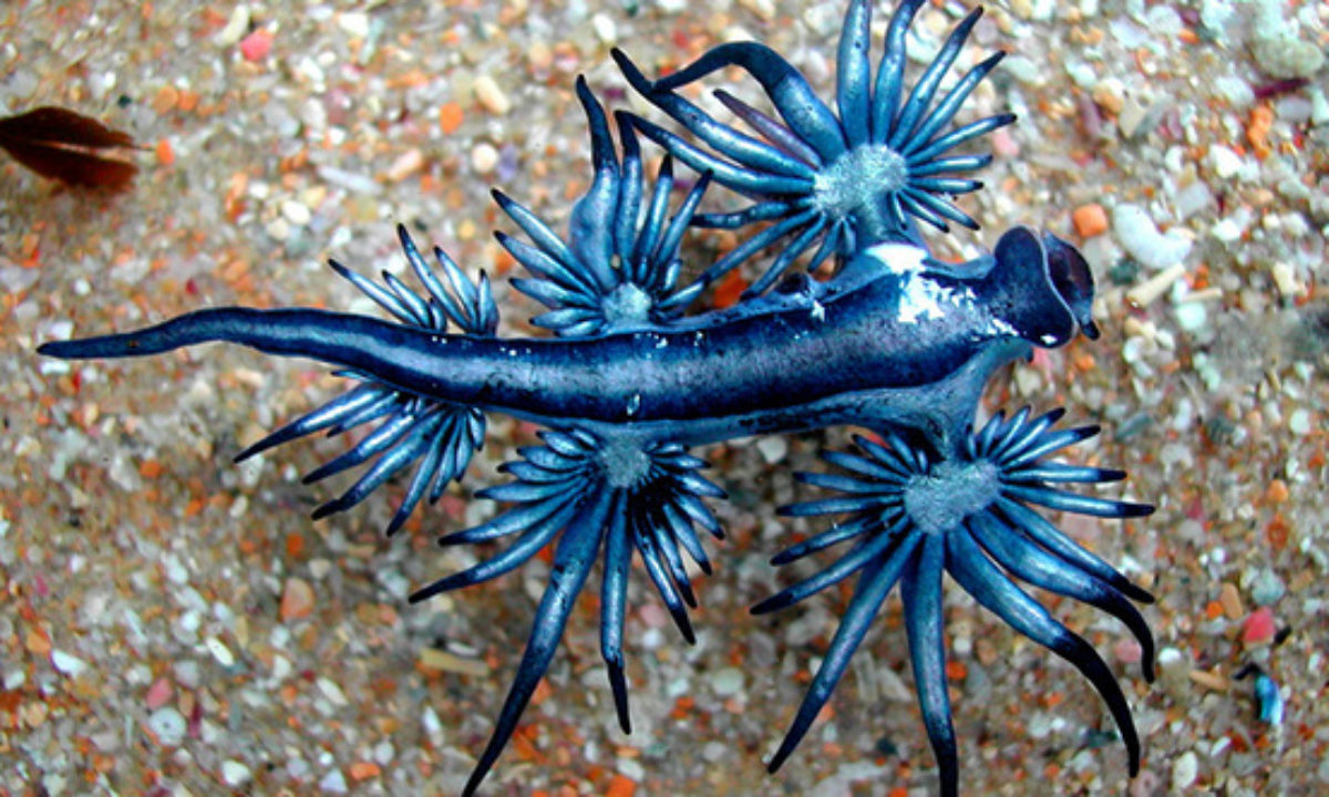 10 Sea Creatures That Belong On Another Planet - Listverse