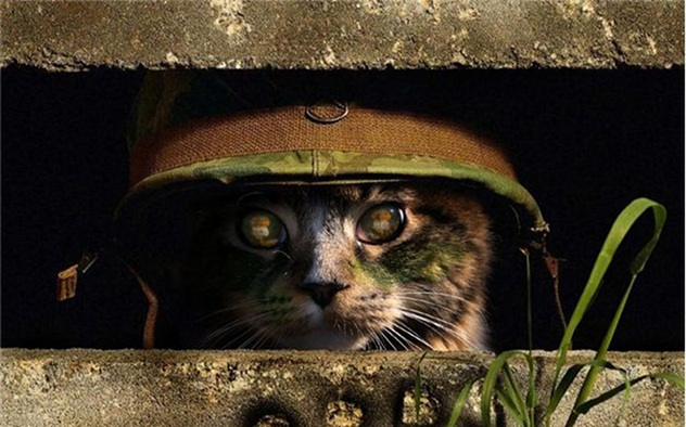 cat-army
