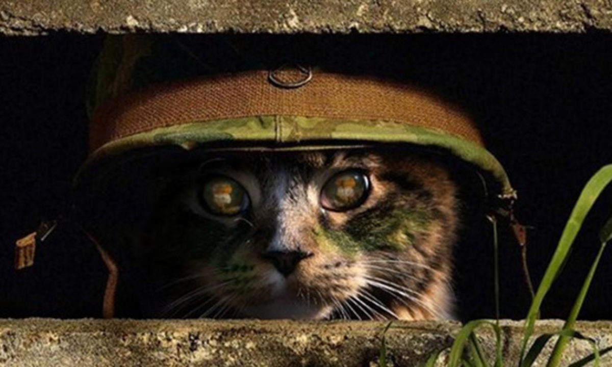 cat reading military strategy