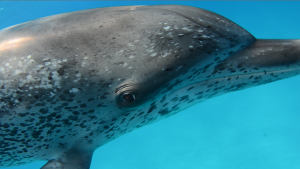 dolphin-closeup