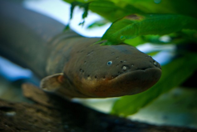 electric_eel