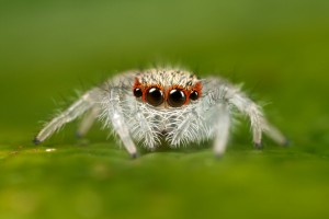 jumping_spider_2nd_instar_by_macrojunkie