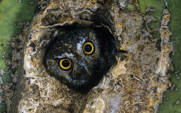 Elf Owl (Micrathene whitneyi) peering from a hole in a Saguaro cactus