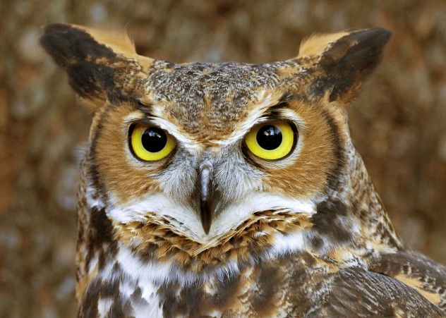 owlear
