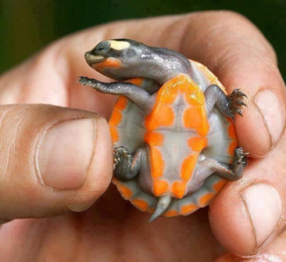 10 Bizarre Turtle Species - Listverse