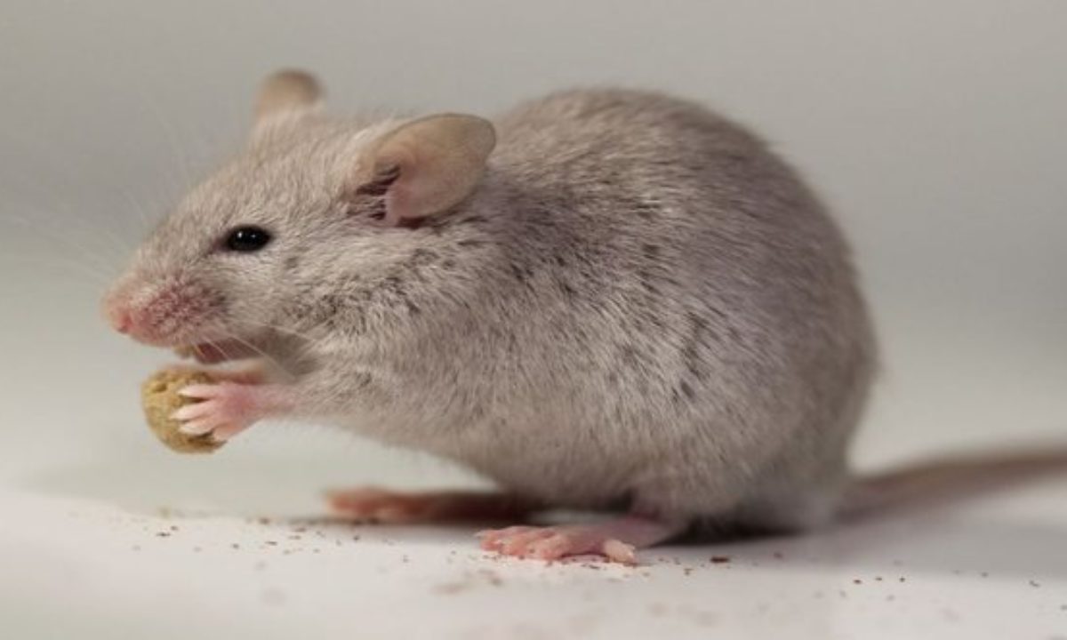 10 Reasons Why Rodents Deserve More Respect - Listverse