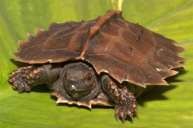 10 Bizarre Turtle Species - Listverse