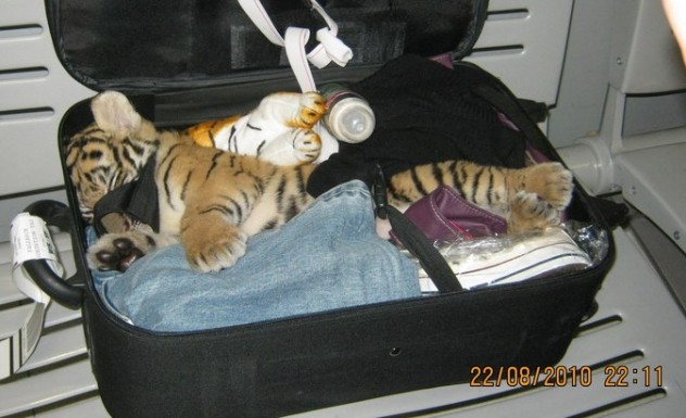 tiger in suitcase 1 cropped