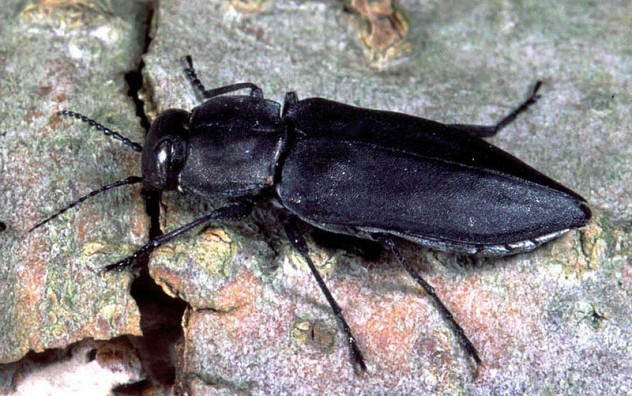 Melanophila Beetles