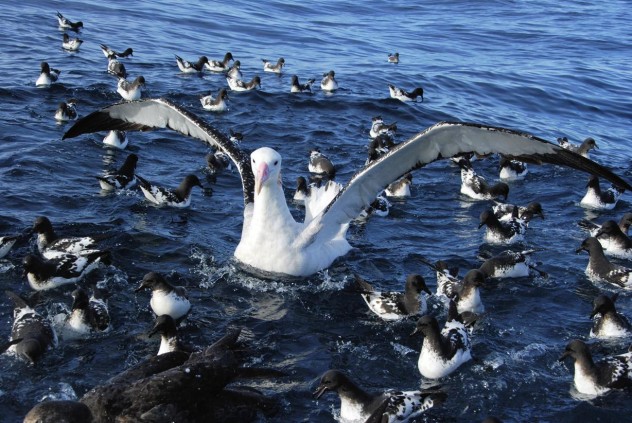 albatross