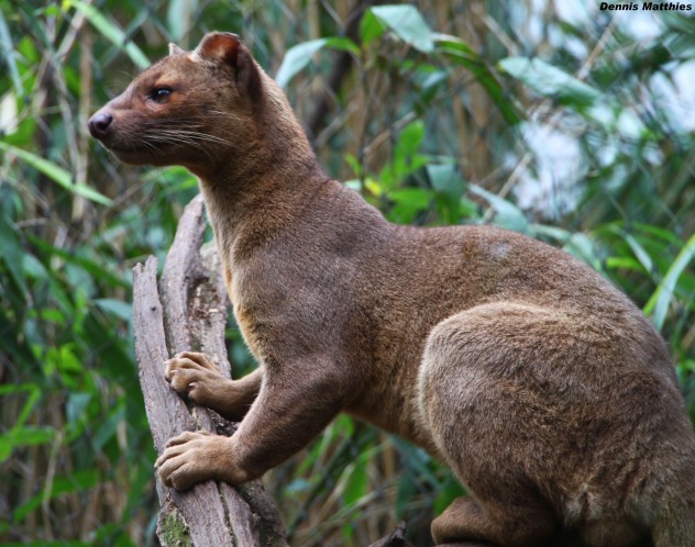 10 Weird And Wonderful Creatures From Madagascar - Listverse