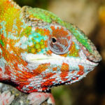 10 Remarkable Ways Wild Animals Show Respect and Affection 10 Remarkable Ways Wild Animals Show Respect and Affection