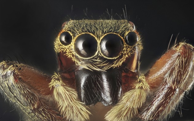 10 Scary Spider Stories - Listverse