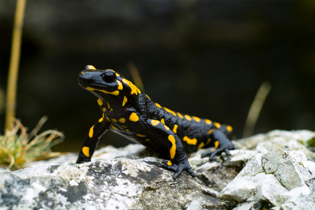 8- salamander