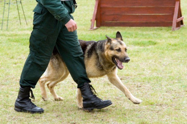 Policeman with a german shepherd on a training.