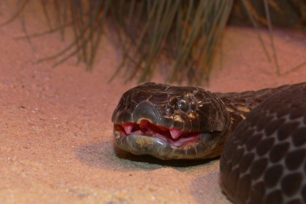 Chappell_Island_tiger_snake