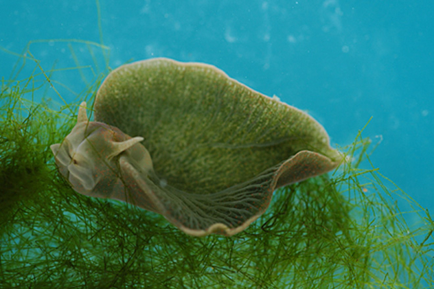 green_sea_slug