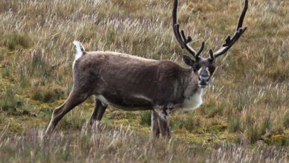 10 Wild Facts About Reindeer - Listverse