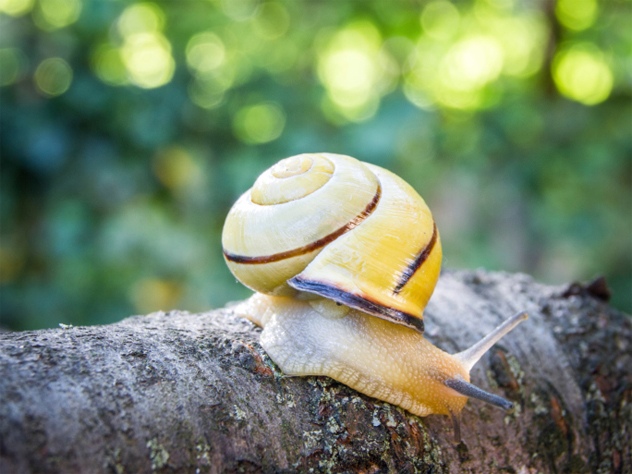 10- snail