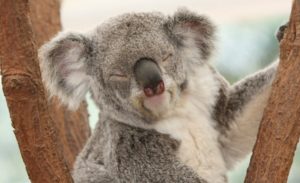 10 Awesome Facts About Australia's Marsupials - Listverse