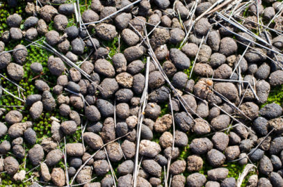 10 Awesome Facts About Australia's Marsupials - Listverse