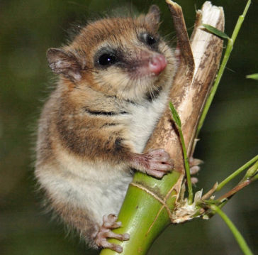 10 Awesome Facts About Australia's Marsupials - Listverse