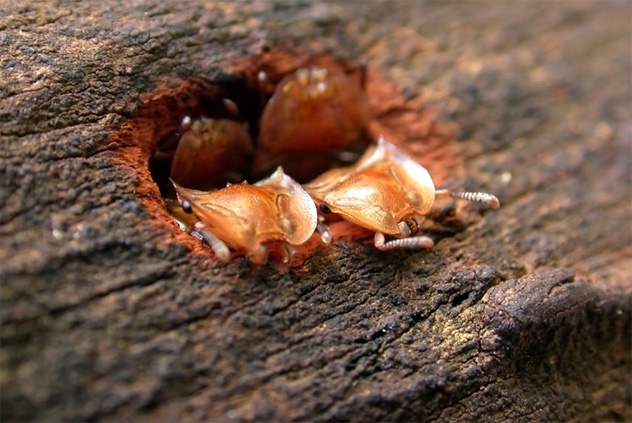 7- turtle ant