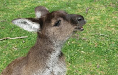 10 Awesome Facts About Australia's Marsupials - Listverse