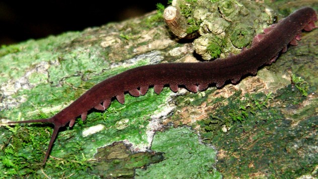 Eoperipatus-totoros-Vietnam-velvet-worm