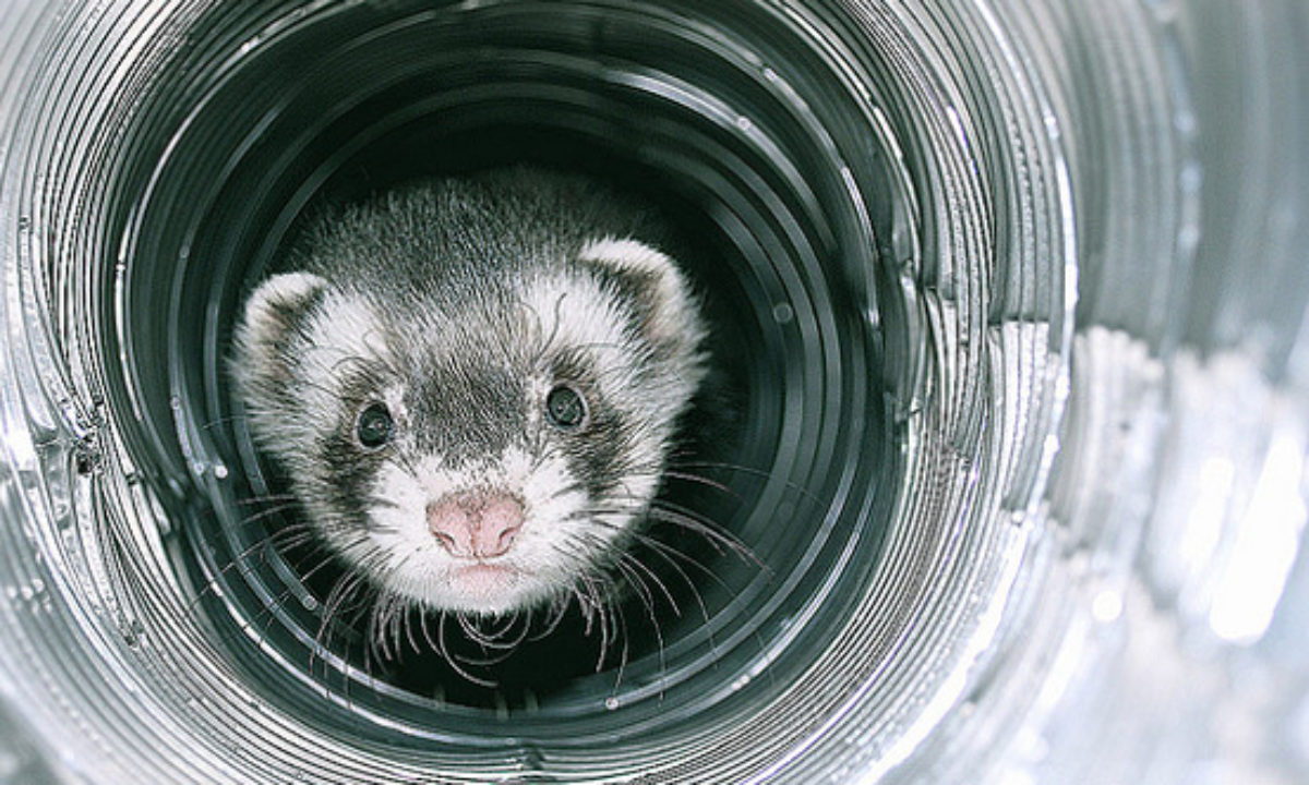 Black-footed ferrets reintroduced - New Mexico Wildlife magazine