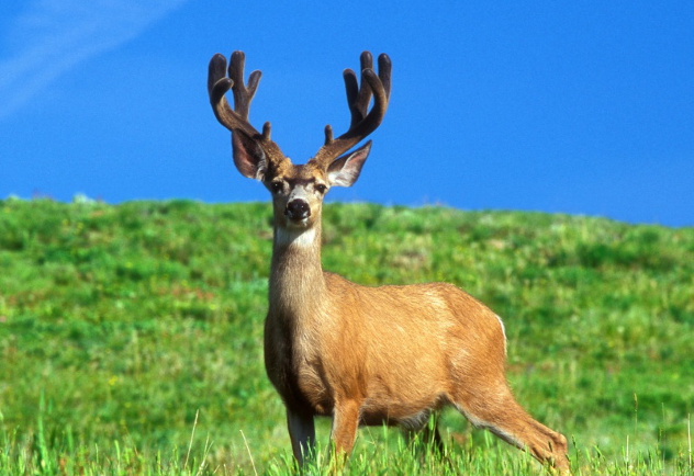 male_deer-wallpape