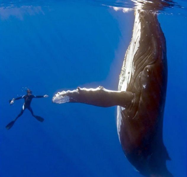 whale-high-five