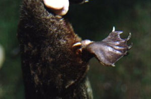 platypus poison claws