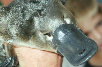 10 Bizarre Facts About The Duck-billed Platypus - Listverse