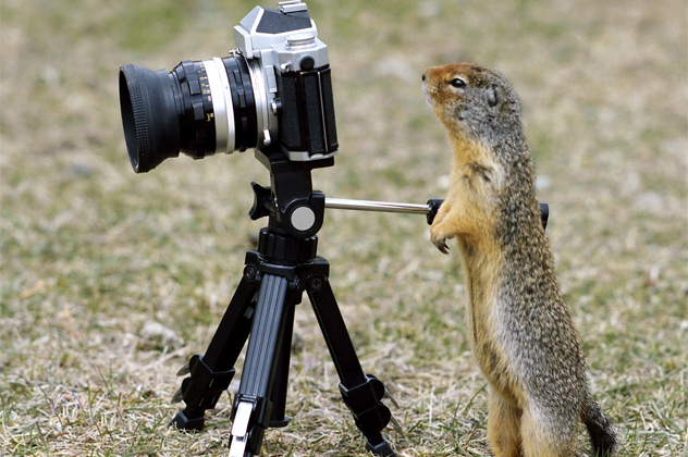 squirrel taking a picture