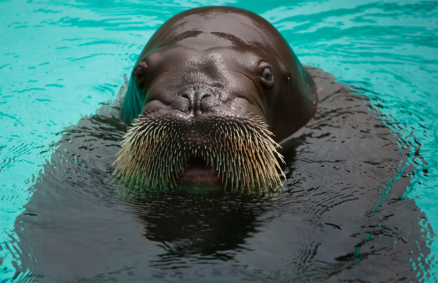 Close-up of young walrus's head as it emerges from water