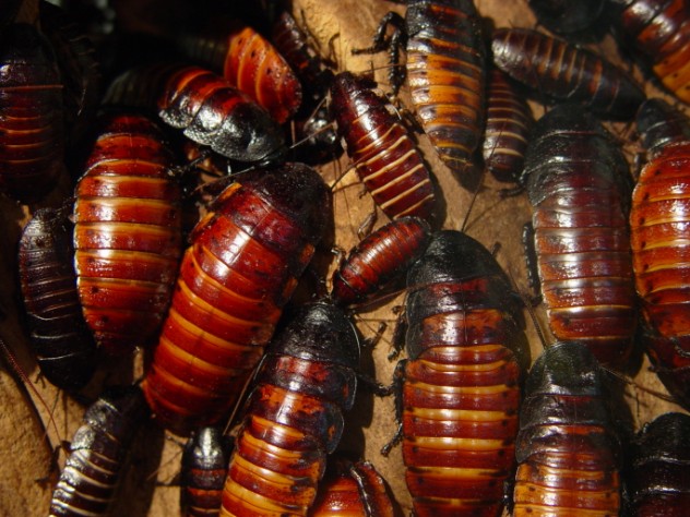 10 Filthy Facts About Cockroaches - 2