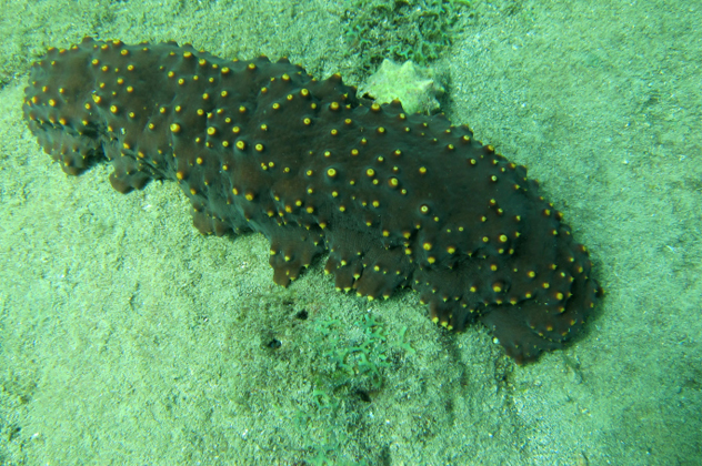 4- sea cucumber